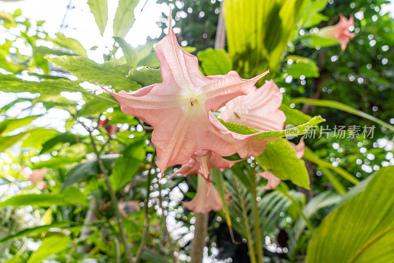 加拿大Etobicoke的百年公园温室里的粉红色Brugmansia Suaveolens。